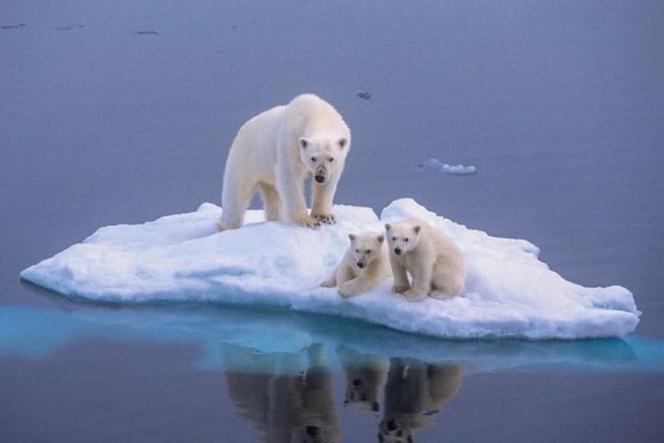 Scientists have warned polar bears are changing their eating habits due to global warming (Picture; Rex) (Paul Goldstein/Rex)