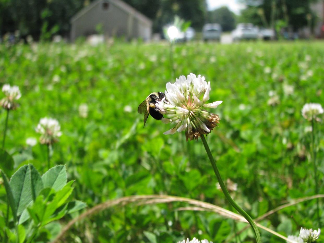 Bee on a white clover. (Dr. Jay McCurdy)