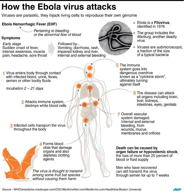 Graphic showing how the Ebola virus attacks the human body