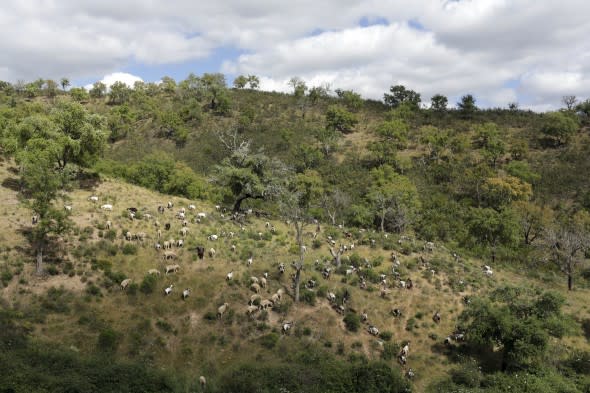 portugal wildfire goats