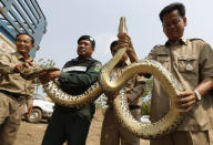 <p>Cambodian police officers hold a python before handing it to members of the NGO WildAid, after it was recovered from smugglers, in Kandal province, outside Phnom Penh, Cambodia March 29, 2016. (Photo: Samrang Pring/Reuters) </p>