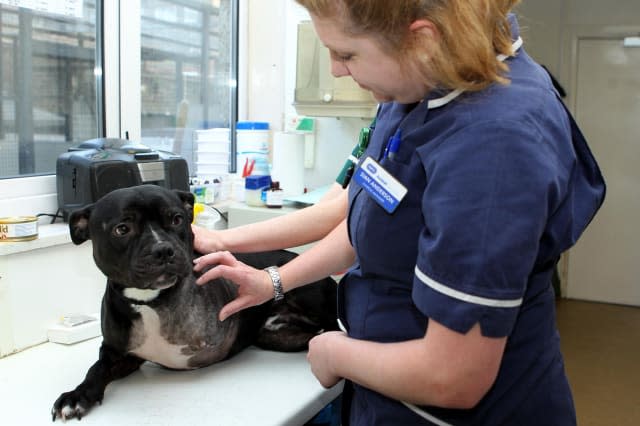 World animal day: How can you help? RSPCA
