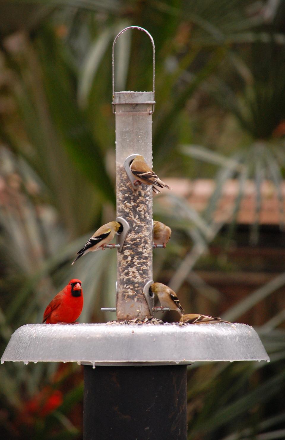 Goldfinches and cardinals love a blend of black oil sunflower, sunflower hearts, and safflower dispensed in a squirrel-proofed tube feeder.