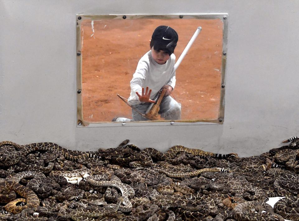 A young boy puts his hand to the plexiglass window looking across one of the pits of western diamondback rattlesnakes Friday. Hunters bring the snakes from the surrounding region, earning money as they do, and the reptiles are piled into the large pens as they await processing