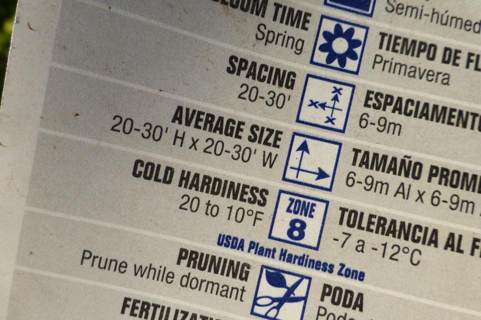 Tags of fruit trees provide cultural and growing information. This tag indicates the tree is hardy to USDA Hardiness Zone 8. However, trees grown in Lubbock are hardy to Zone 7, meaning this tree may not survive average Lubbock winters.