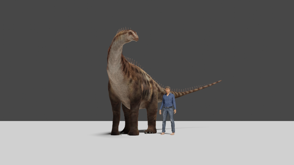 Sauropods were 10 meters long, shown here next to a 1.8 meter tall human.