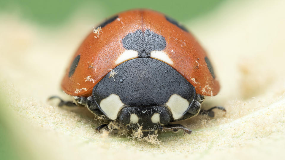 A seven-spotted ladybird seen in 