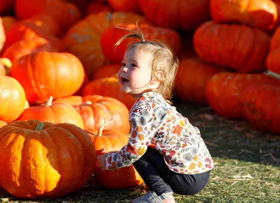 Picking a pumpkin for Halloween at Brookshire Farms in San Luis Obispo is Cora Carter, 2, with her parents Alex and Veronica Carter (not pictured) all from Atascadero.