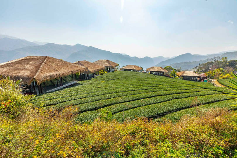 漫遊在「YUYUPAS 優遊吧斯」的遼闊茶田，眼前是連綿群山之景，令人心曠神怡。（圖／林士傑攝）