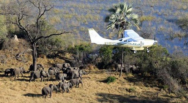 A fly over of Botswana, Africa during a survey of savanna elephants on the continent. Source: AAP.