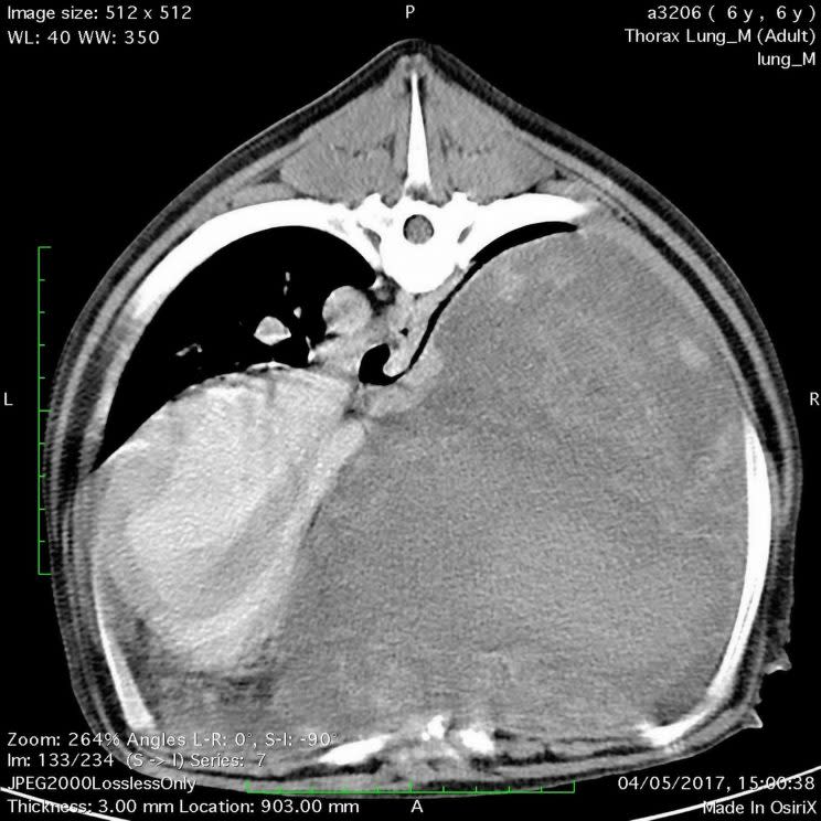 A lucky labrador made a miraculous recovery after a tumour the size of a rugby ball was removed from his chest