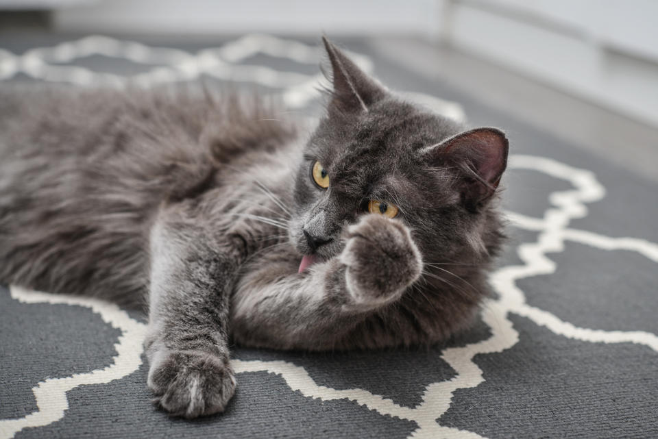 Nebelung (Getty Images)