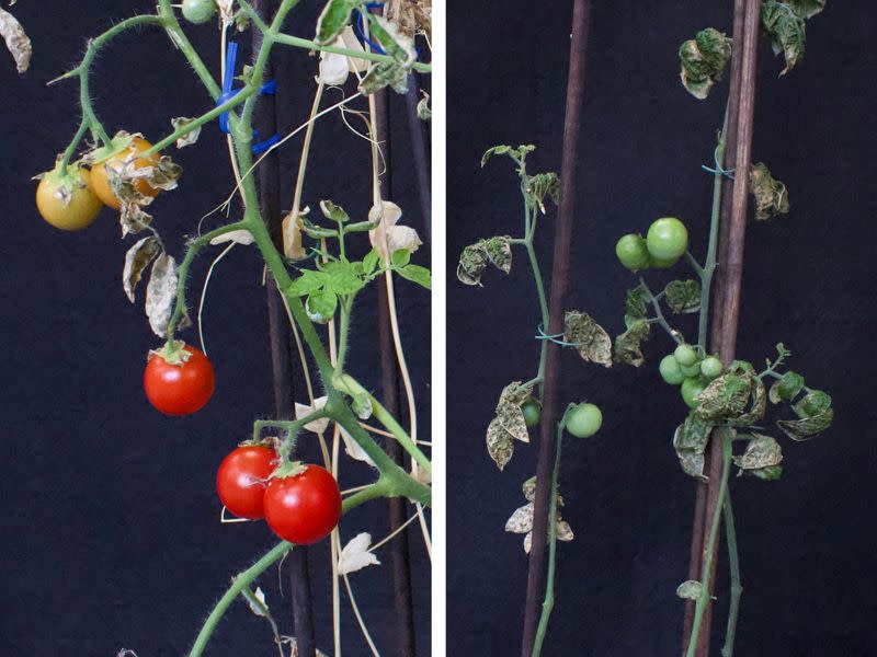 Combination picture shows cherry tomatoes grown under "intercropping" conditions compared to "monocropping" conditions