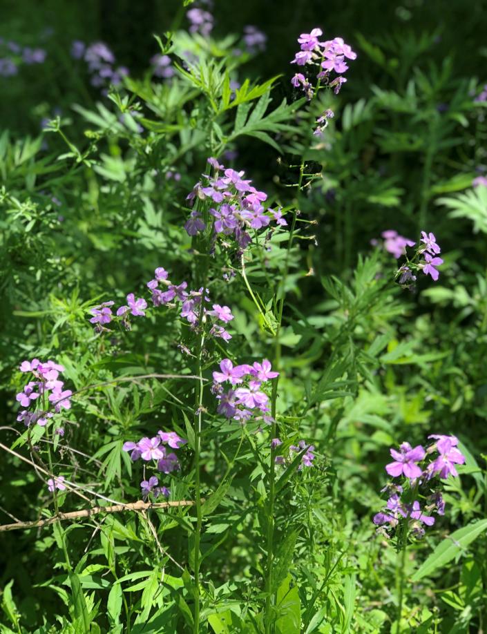 You can find wildflowers everywhere on the Manchester Gateway Trail.