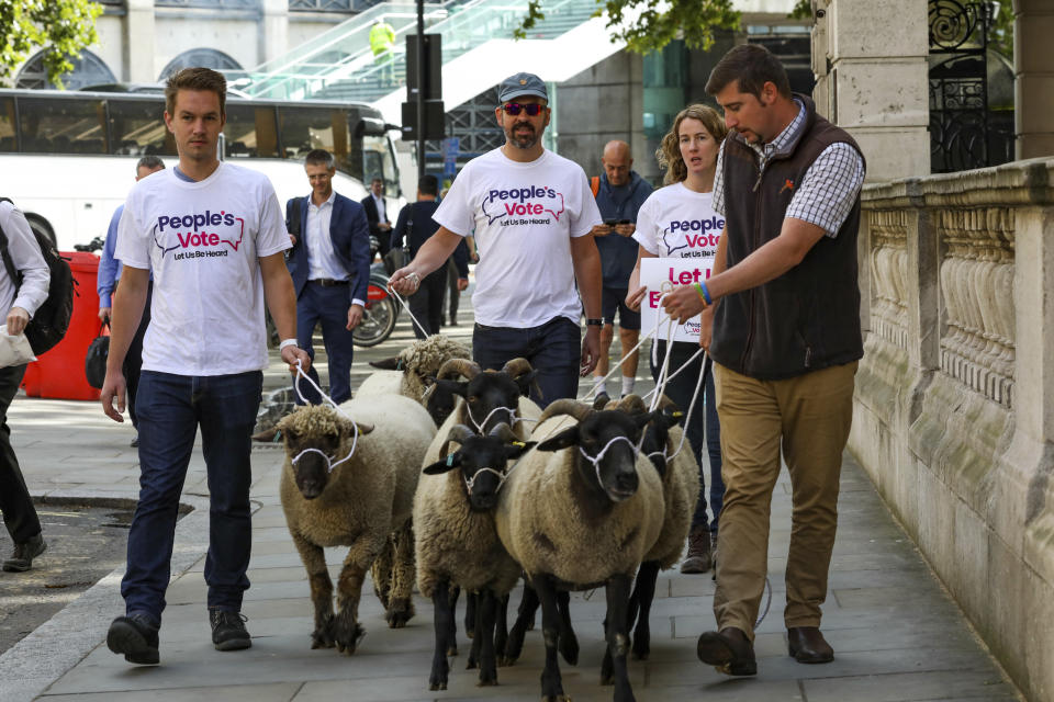 Sheep are guided through the the streets of central London during a demonstration to highlight troubles of the farming industry following Brexit, on behalf of the 'People's Vote' campaign Thursday, Aug. 15, 2019. Peoples Vote are calling for a new referendum ballot on Europe, while Johnson has vowed that Britain will leave the European Union on Oct. 31, with or without a Brexit deal. (AP Photo/Vudi Xhymshiti)