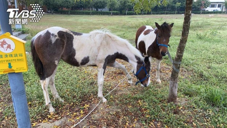 警方在大里區瑞城公園發現2匹馬正在悠閒吃草。（圖／警方提供）