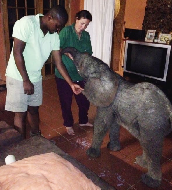 ***EXCLUSIVE***  ZULULAND, SOUTH AFRICA - MARCH 25: Game ranger Shereen Bond and David Bozas attempt to calm a distressed Tom, the baby elephant on March 25, 2014 in Zululand, South Africa.  A HOMEOWNER had no problem talking about the elephant in the room ? as one had wandered into her LOUNGE. Francoise Maldy Anthony was minding her own business when the 10-day-old baby stumbled into her garden. The remarkable young female had travelled around 30 miles after being separated from her herd in Zululand, South Africa. She then made her way across tough terrain into Francoise?s front room where she was fed - before she took a nap - while rangers tried to locate her mother.  PHOTOGRAPH BY Barcroft Media  UK Office, London. T +44 845 370 2233 W www.barcroftmedia.com  USA Office, New York City. T +1 212 796 2458 W www.barcroftusa.com  Indian Office, Delhi. T +91 11 4053 2429 W www.barcroftindia.com