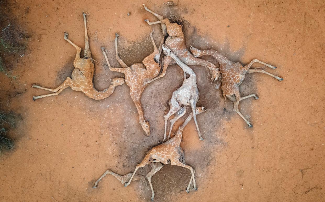 Decomposing giraffes piled on top of each other in Kenya's Sambuli Wildlife Conservancy near the Somali border - Ed Ram/Getty Images