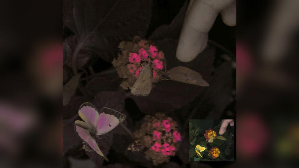 Image comparing the view of butterflies and flowers with the new camera system.