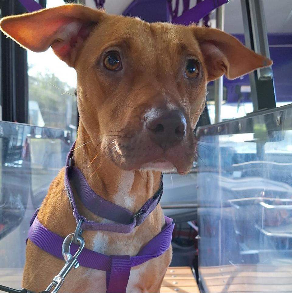 Honeybun, 1-year-old mixed breed, is energetic and excited for pets, cuddles and playtime. She gets along well with other dogs, but has a tendency to guard her food and will need additional training. She's young, smart and food motivated so training should go well.