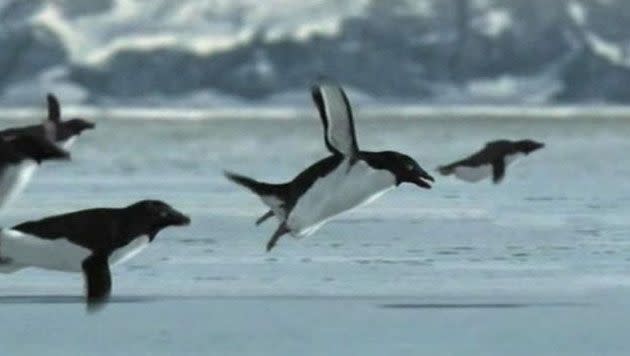 The 'flying penguins' fooled thousands of viewers when it was aired on the BBC. Photo: BBC