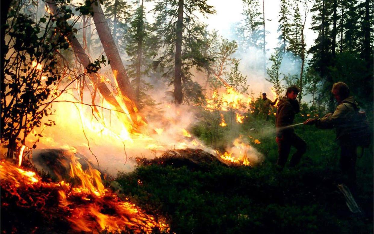 Forest protection officers battle wildfires in the Krasnoyarsk region - REX