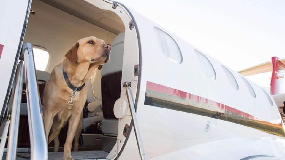 Traveling with pets has become more common across private aviation. - Credit: Courtesy Nicholas Air