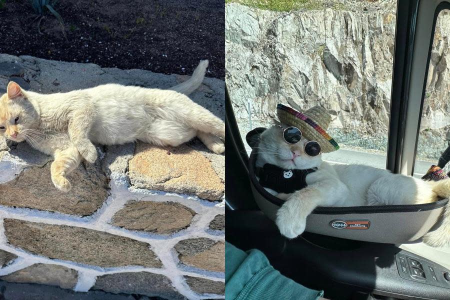 Gatito callejero en Baja California es adoptado por turista y ahora vive viajando