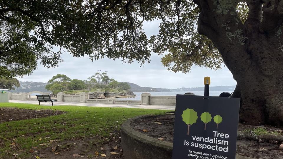 A Balmoral fig that was vandalised with a sign in front
