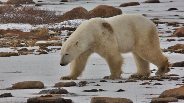 Walking In A Winter Polar-Land