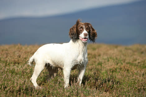 English Springer Spaniel