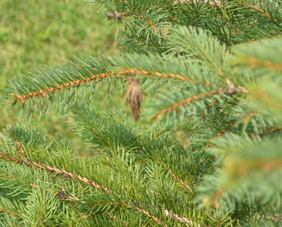 Bagworms, like this one on a spruce tree, live inside bags and can easily be mistaken for pine cones at first glance.