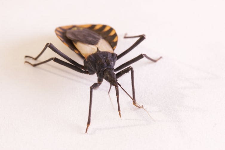 <span class="caption">Kissing bug: spreader of Chagas disease.</span> <span class="attribution"><a class="link " href="https://www.shutterstock.com/download/confirm/609147728?src=aSQuQDRj-oPyo2lxQ83yLw-1-23&size=medium_jpg" rel="nofollow noopener" target="_blank" data-ylk="slk:schlyx/Shutterstock;elm:context_link;itc:0;sec:content-canvas">schlyx/Shutterstock</a></span>