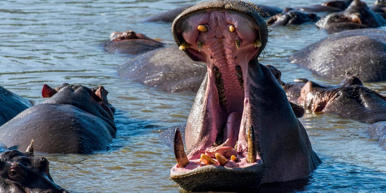 An aggressive hippo is seen among a pod opening his mouth threateningly.