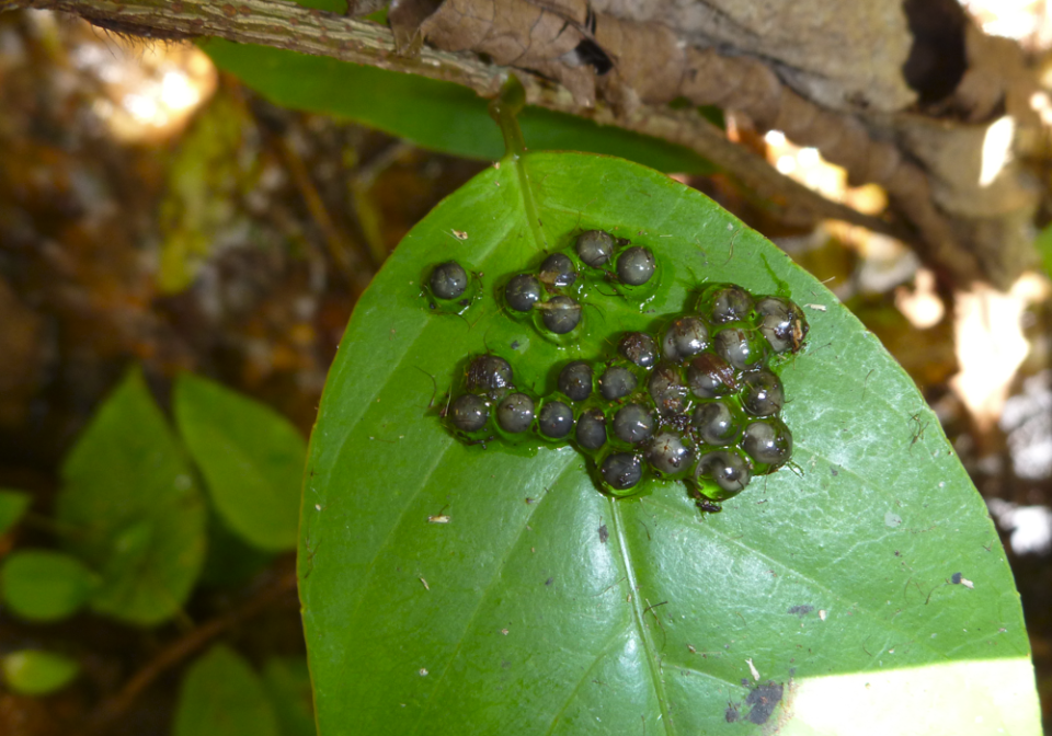 Limnonectes phyllofolia eggs laid on a leaf. CREDIT: Sean Reilly