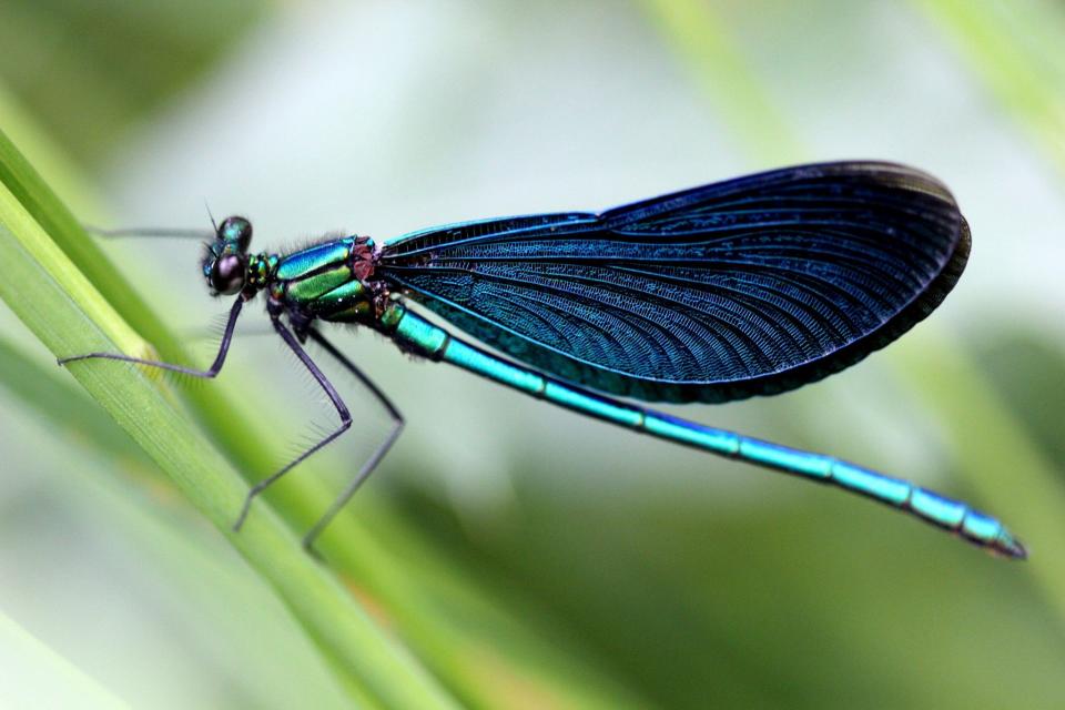 Your Planting Guide to Attract Dragonflies and Eliminate Mosquitoes
