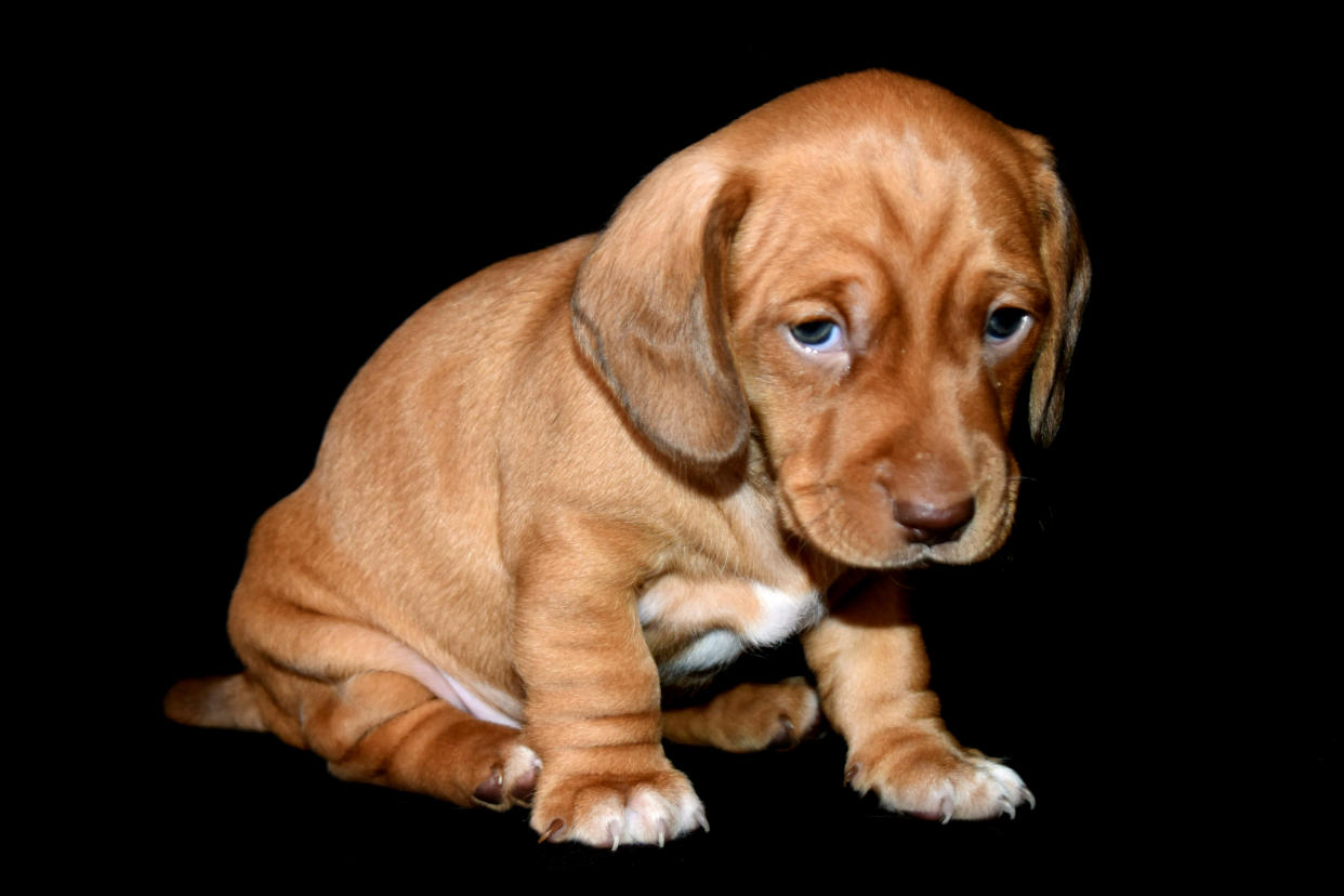 Increased demand for puppies during the pandemic has had dire consequences for animal welfare, researchers warn (Stock, Getty)