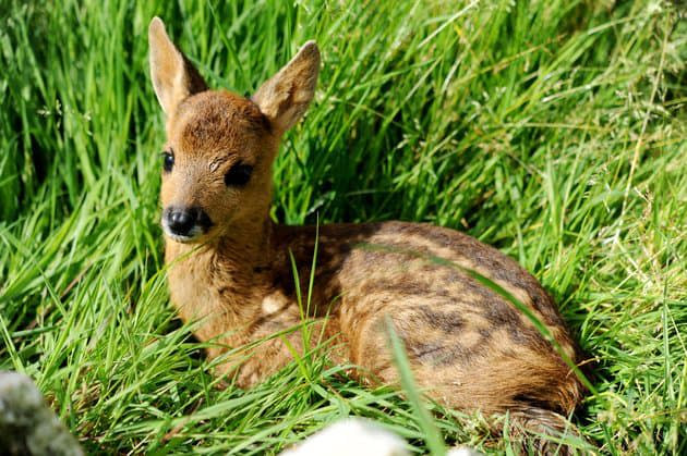 Vaucluse des chasseurs traquent une biche jusque sur le terrain