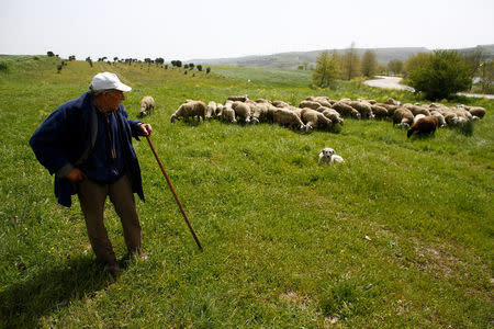 A shepherd herds his sheep in the village of Sazlibosna in Istanbul, Turkey, April 16, 2018. REUTERS/Osman Orsal