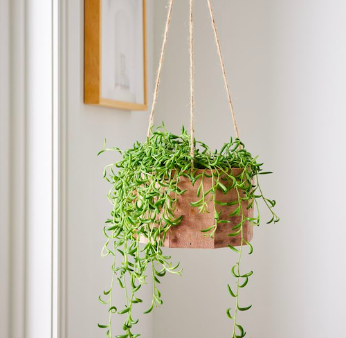 Hanging Wood Planter & Succulent String of Bananas