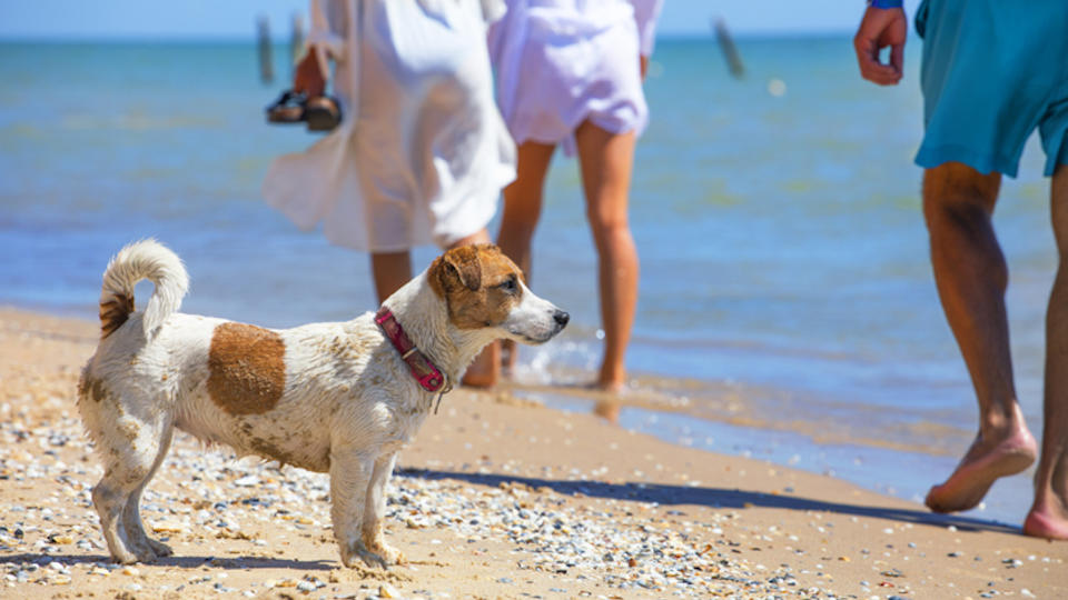 Jack Russell looking out to sea on beach