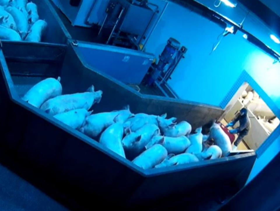 A worker herds the pigs into a walkway leading to the CO2 chamber (Joey Carbstrong)