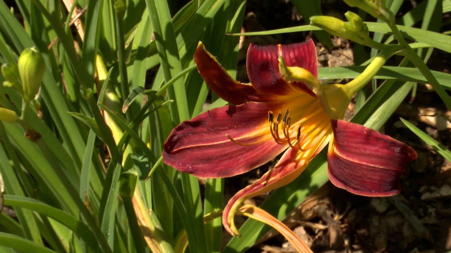 The crowning event of the day, the daylily show, will take place at 1:30 p.m. at the festival. (Olivia Yepez)