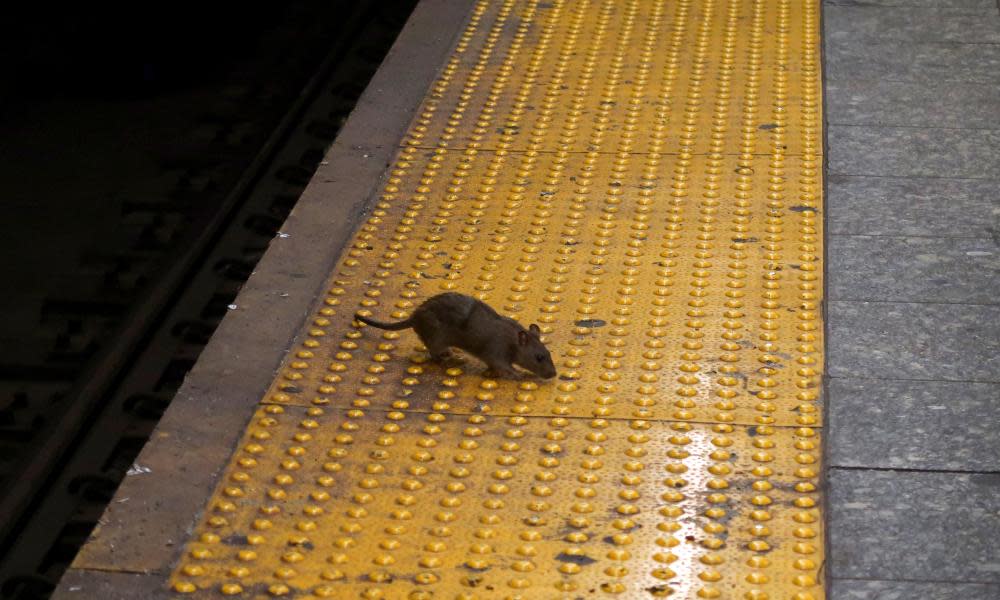 <span>Photograph: Gary Hershorn/Getty Images</span>