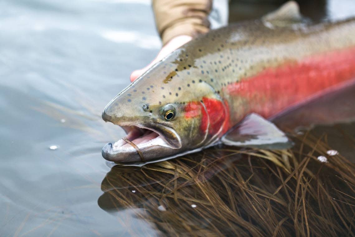 Habitat degradation, overharvest and dam construction have put Chinook salmon on the endangered list in the wild.