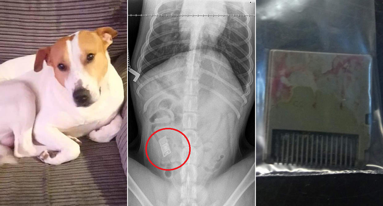 <em>Rocco the Staffordshire Bull Terrier had to undergo lifesaving surgery after eating a video game (Pictures: PA)</em>