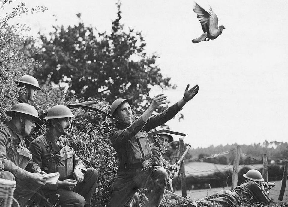 An English Army detachment releasing a messenger pigeon during World War II. Ca. 1940s