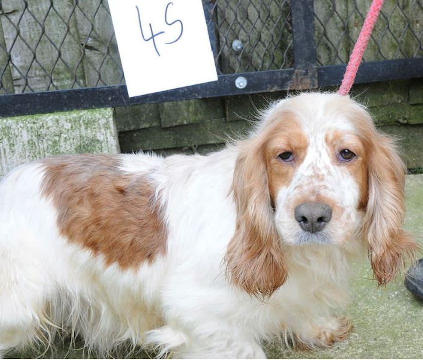 Undated Suffolk Police handout photo of a suspected stolen dog that police want to reunite with their owner. Issue date: {idow} {imnn} {iday}, {iyr4}.