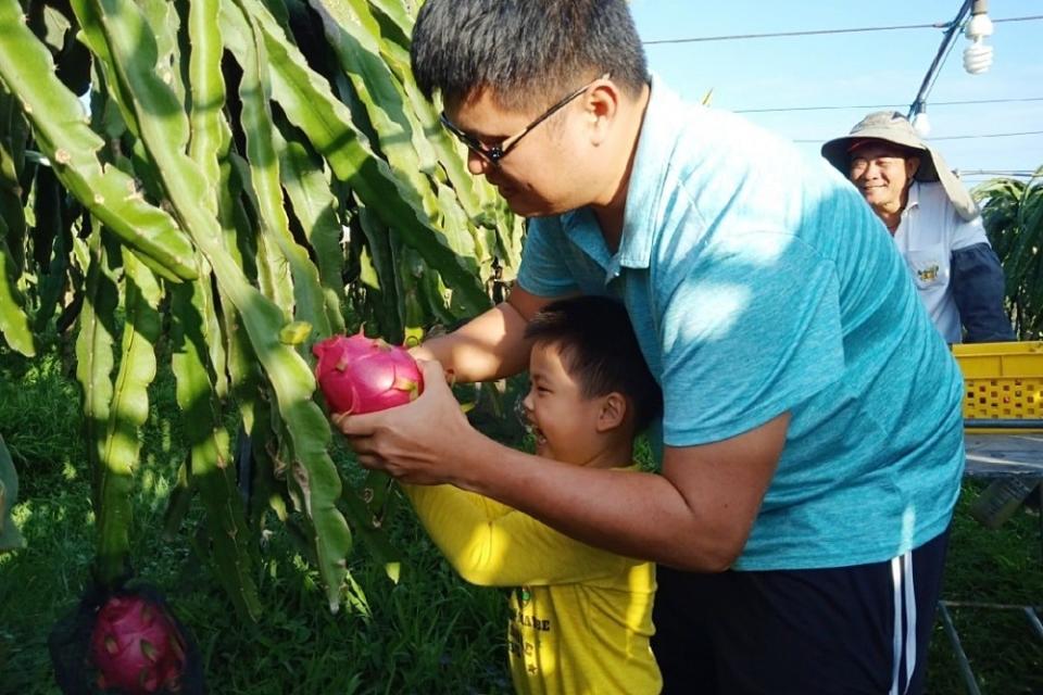 每年夏季開放遊客採摘火龍果