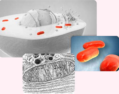 Imagen de microscopía electrónica de una mitocondria, y un gráfico de contexto. Imagen de Dominio Público